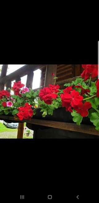 Лоджи Pensiunea Padina Бран-7